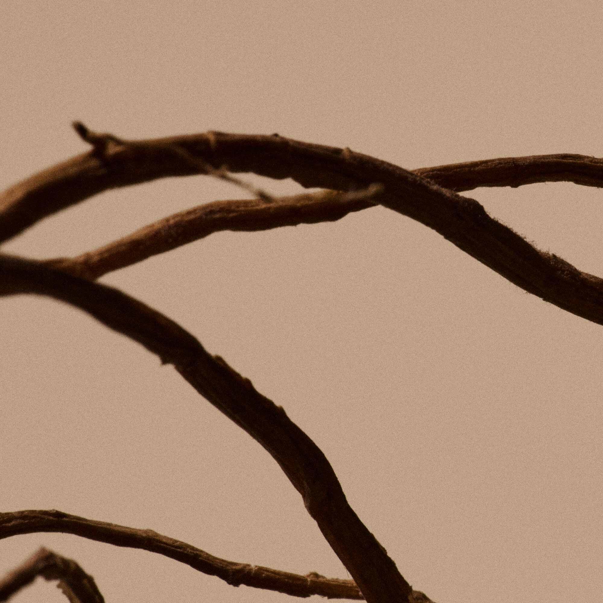 Solais Replenishing Hand Serum