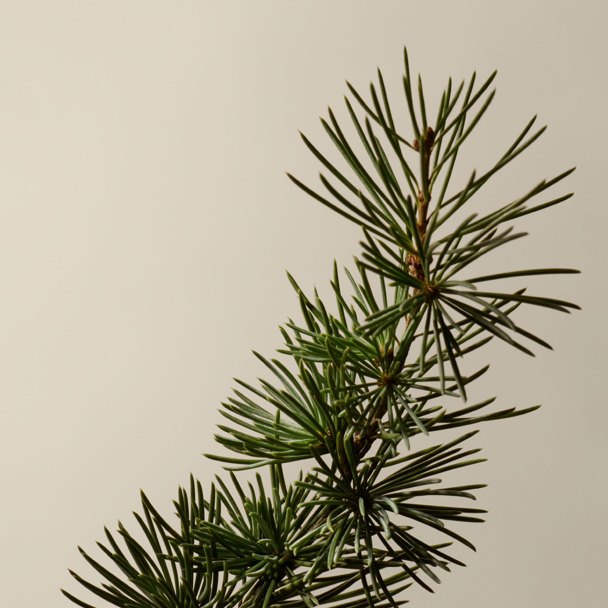 Resurrection Rinse-Free Hand Mist