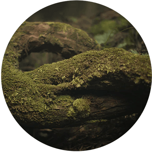 Ingredient Image