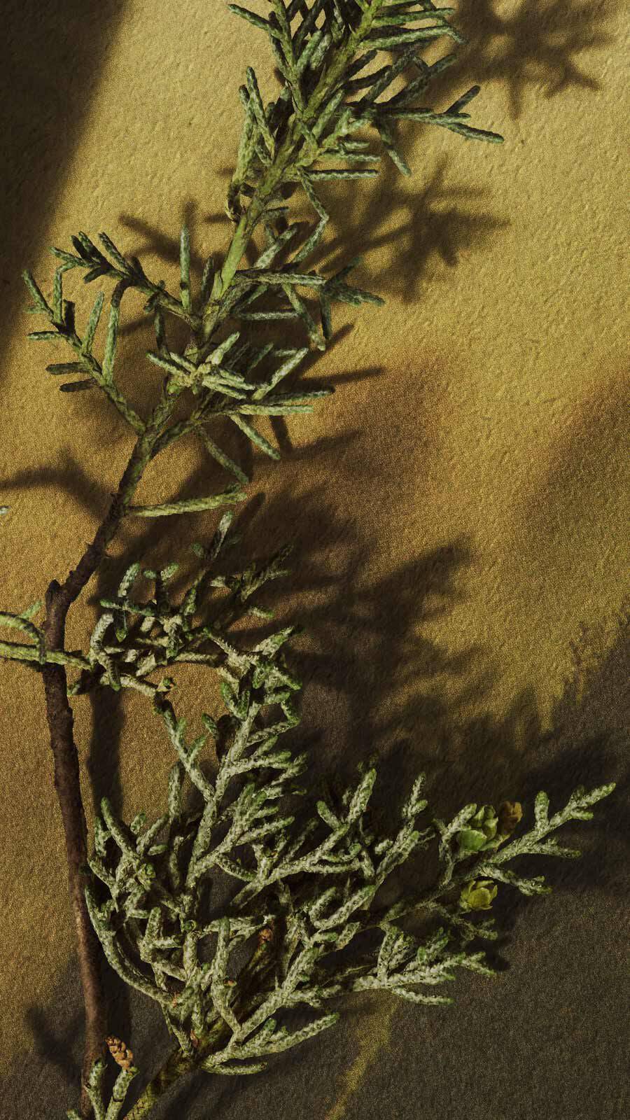 Feathery artemisia or wormwood herb sprig with fine grey-green leaves against a warm golden-green background.