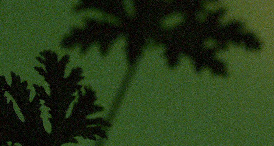 Shadow of geranium-like leaves on a green textured surface