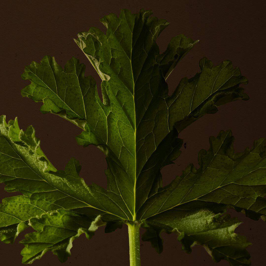 Close-up of a serrated green leaf with deep lobes against a dark background.