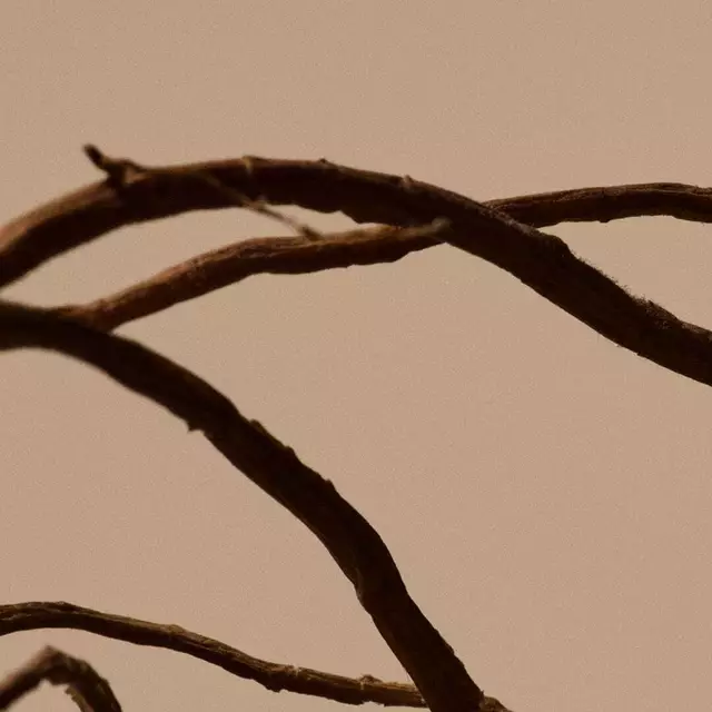 Dandelion Root Image