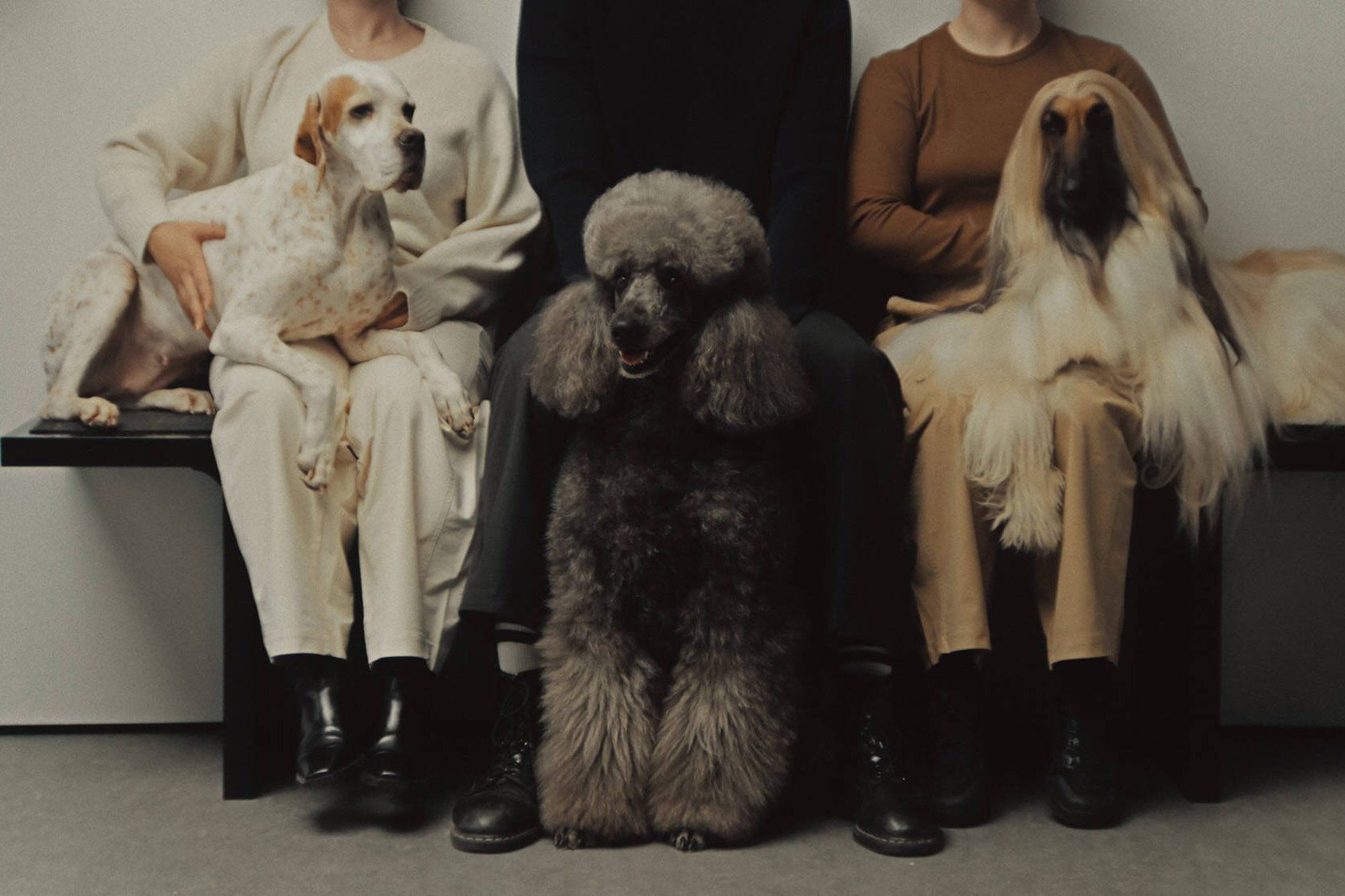 Three people sitting on a bench, each posing with a large dog: a pointer-mix, a grey standard poodle, and an Afghan hound.