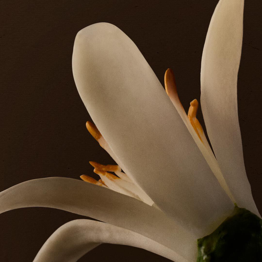 Close-up of white flowers with orange stamens against a dark background.