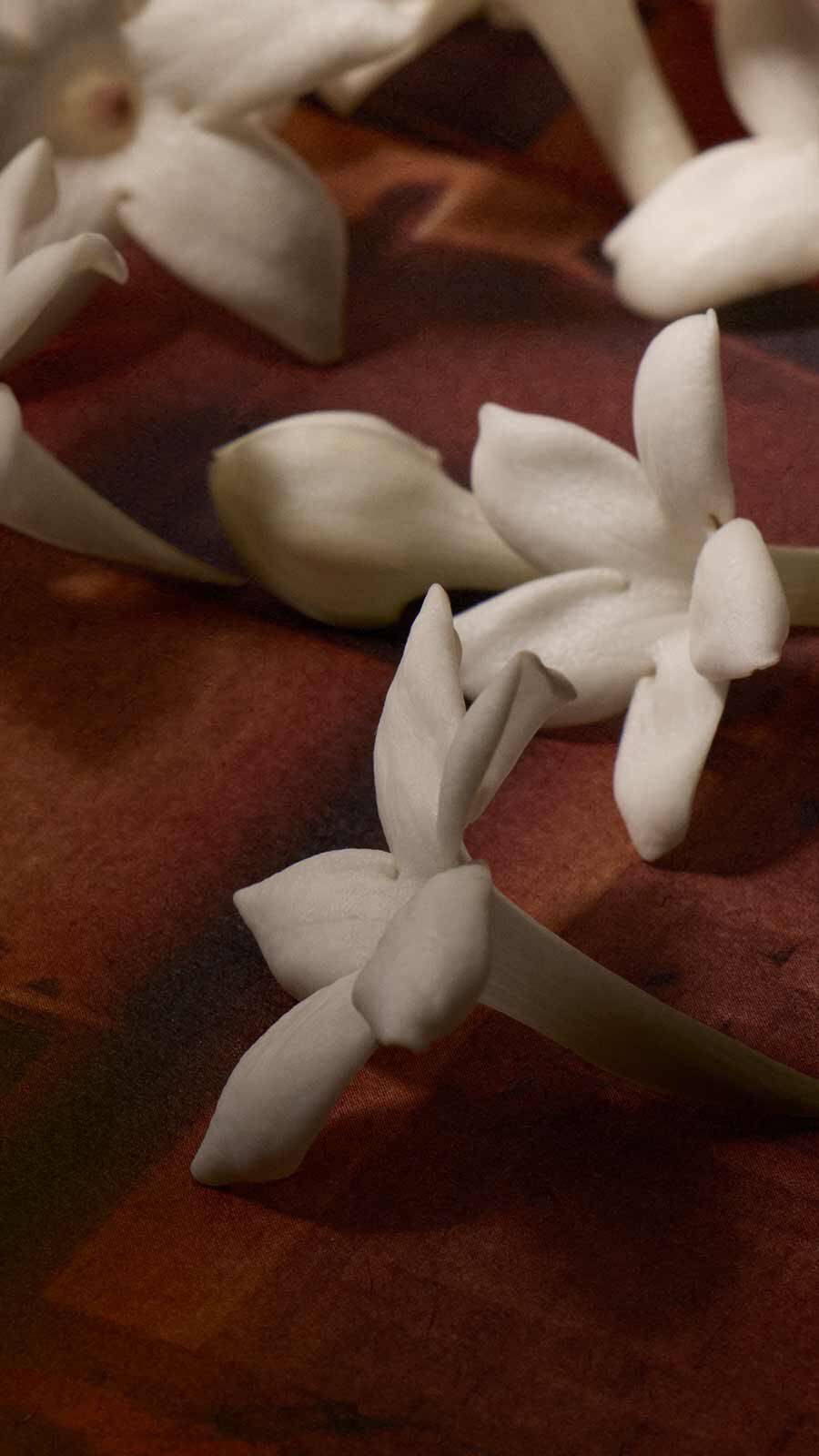 White star-shaped jasmine flowers scattered on a deep red-brown textured surface.