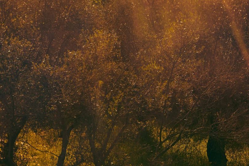 Sunlit trees and shrubs glowing in warm golden light.