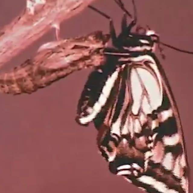 Metamorphosis Image