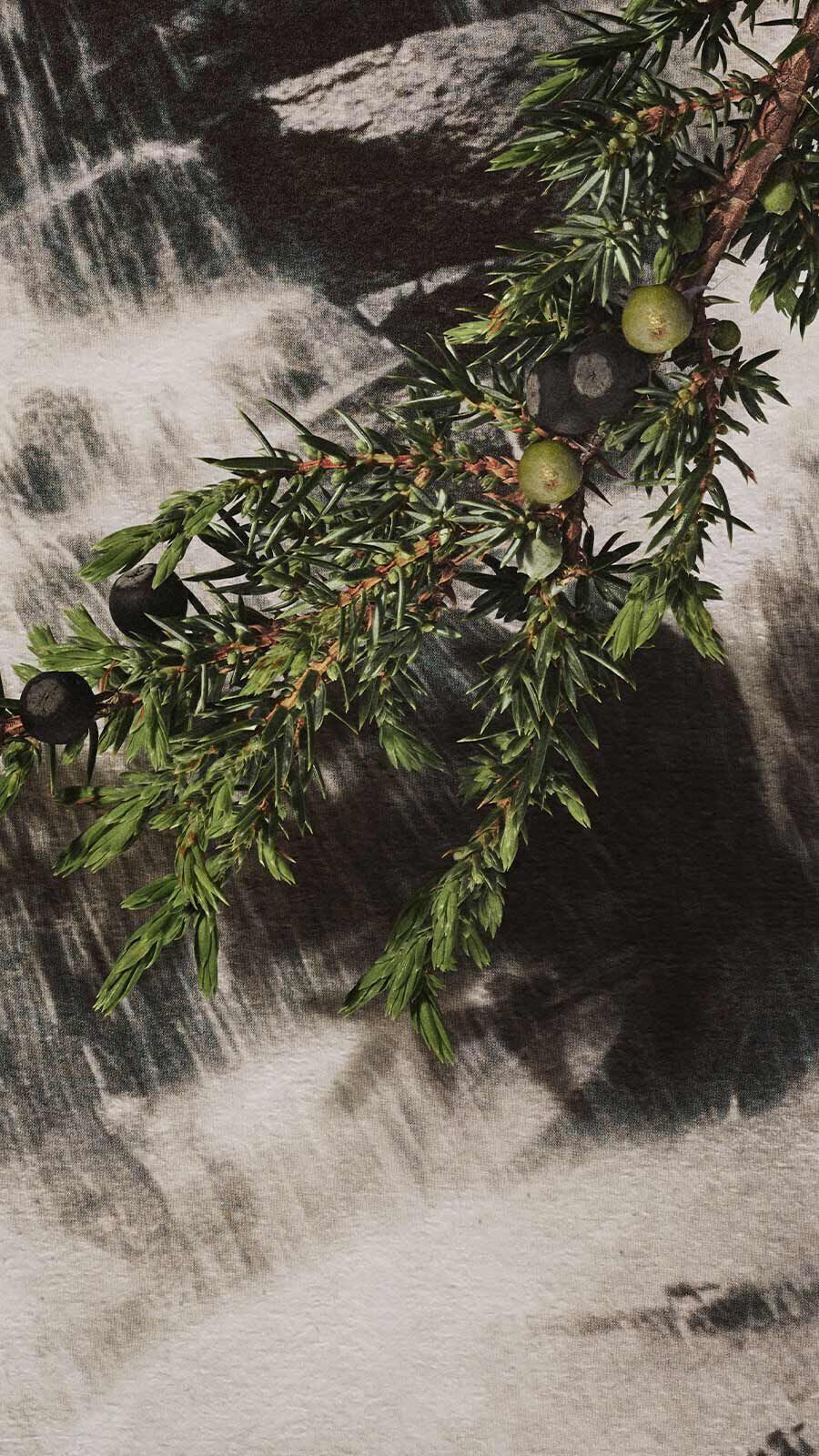 Juniper branch with dark berries and fine needle leaves in front of a cascading waterfall.