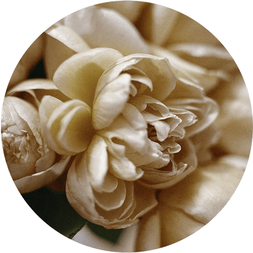 Ingredient Image