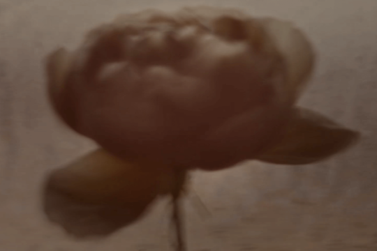Blurred close-up of a large rose or peony bloom in warm sepia tones against a pale background.