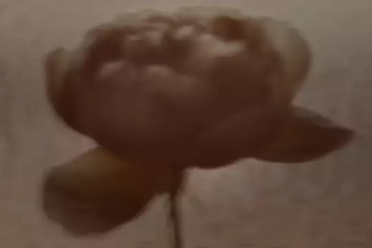 Blurred close-up of a large rose or peony bloom in warm sepia tones against a pale background.