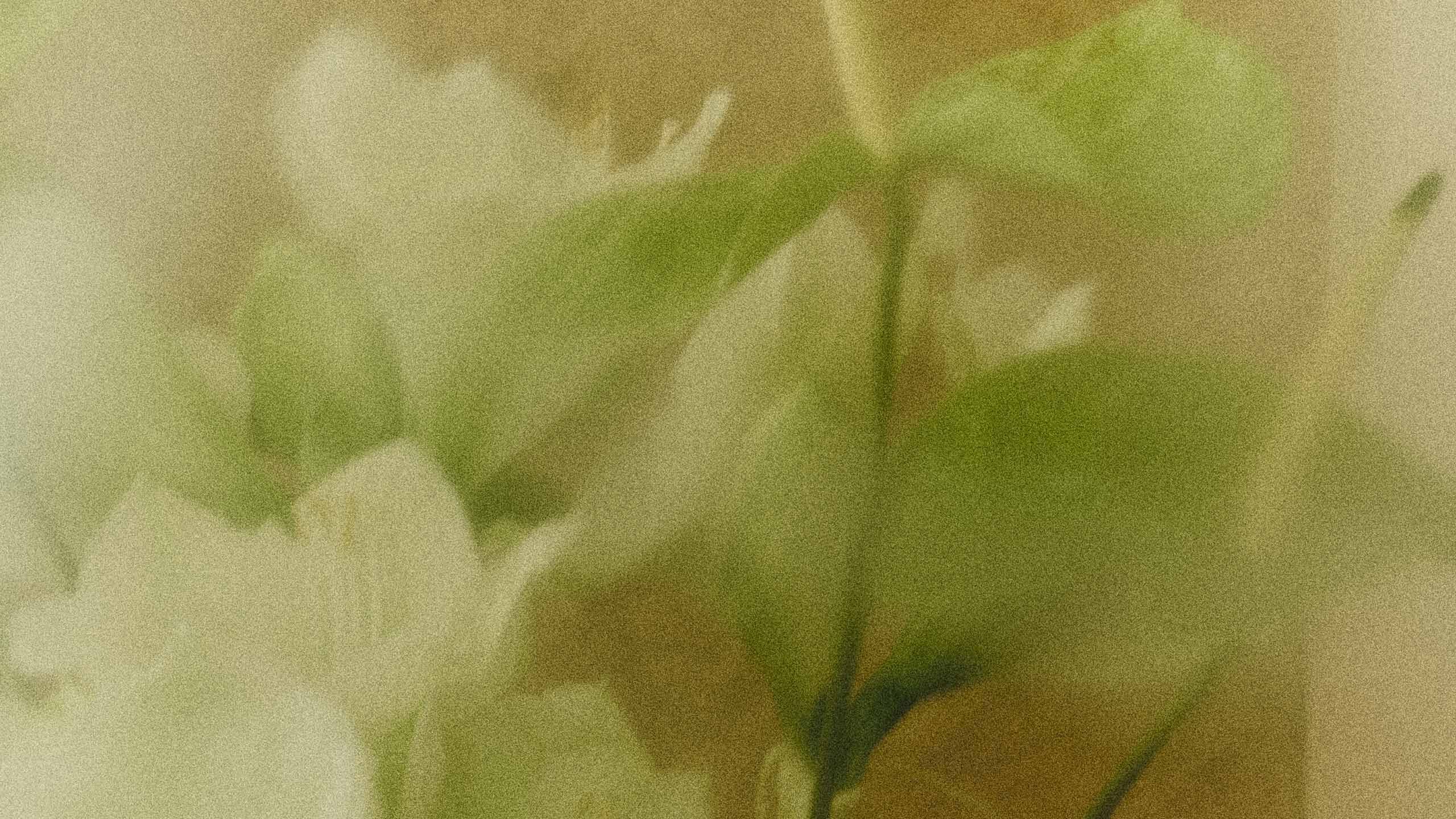 Soft-focus close-up of pale flowers and green leaves in muted beige tones.